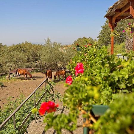 Horse House Appartement Ragalna Buitenkant foto