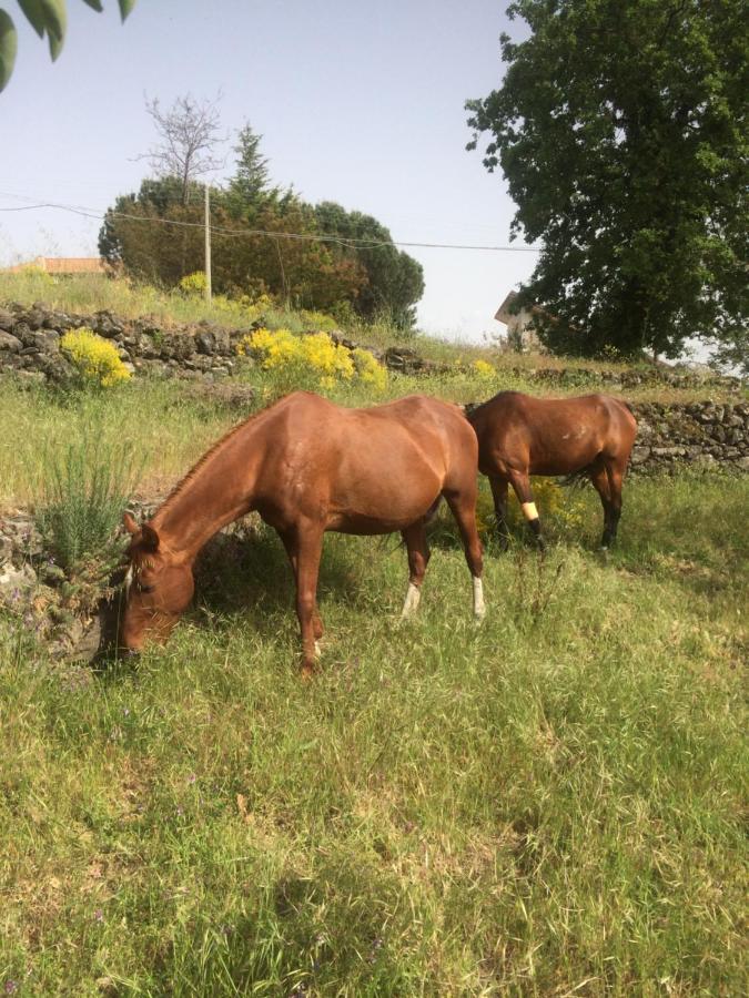 Horse House Appartement Ragalna Buitenkant foto